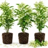 Night Blooming Jasmine Live Plants - Set of 3, 4-6 Inches Tall, Night Scented Jessamine for Patio & Garden - Image 1