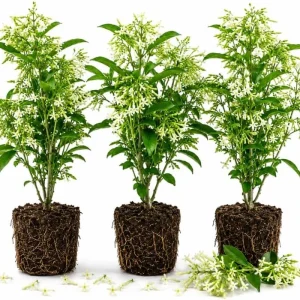 Night Blooming Jasmine Live Plants - Set of 3, 4-6 Inches Tall, Night Scented Jessamine for Patio & Garden - Image 1