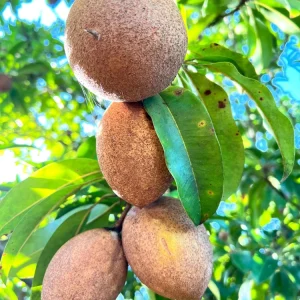Nispero Fruit Tree Live Plant - Manilkara zapota - 3ft Tall - Outdoor - Image 2
