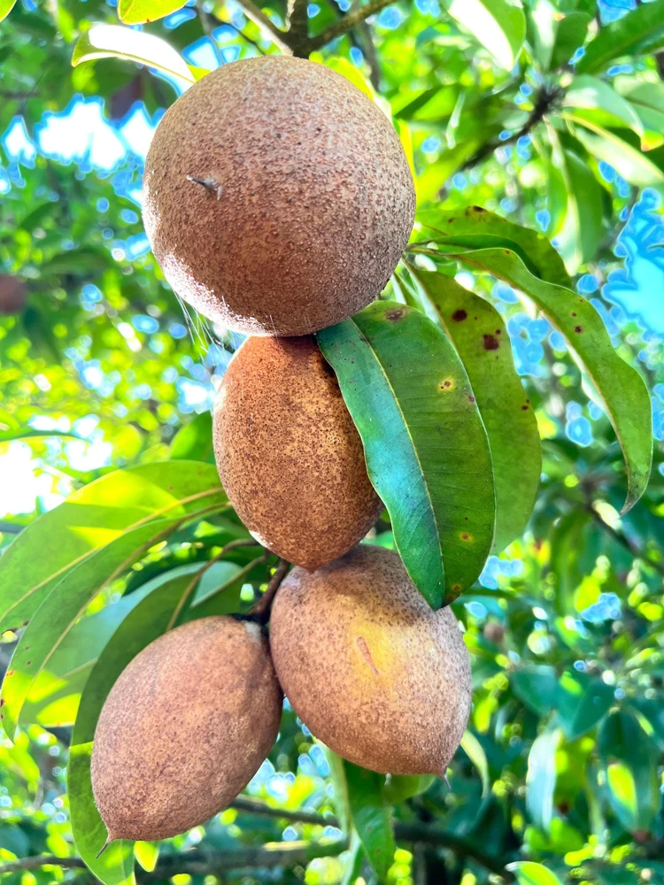 Nispero Fruit Tree Live Plant - Manilkara zapota - 3ft Tall - Outdoor - Image 2