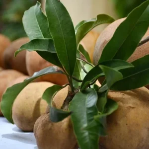 Nispero Fruit Tree Live Plant - Manilkara zapota - 3ft Tall - Outdoor - Image 3