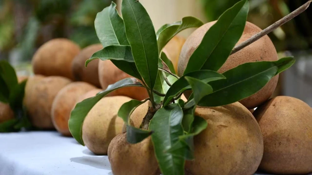 Nispero Fruit Tree Live Plant - Manilkara zapota - 3ft Tall - Outdoor - Image 3