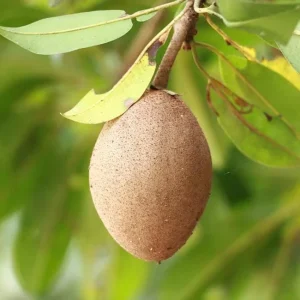 Nispero Fruit Tree Live Plant - Manilkara zapota - 3ft Tall - Outdoor - Image 4