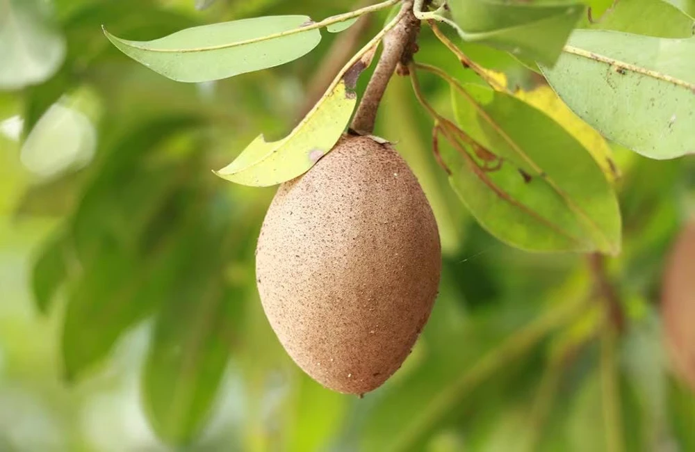 Nispero Fruit Tree Live Plant - Manilkara zapota - 3ft Tall - Outdoor - Image 4