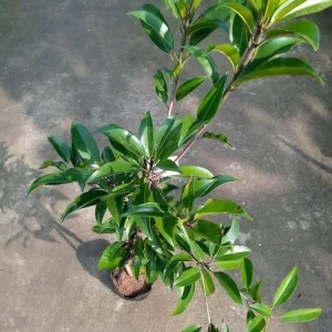 Nispero Fruit Tree Live Plant - Manilkara zapota - 3ft Tall - Outdoor - Image 5