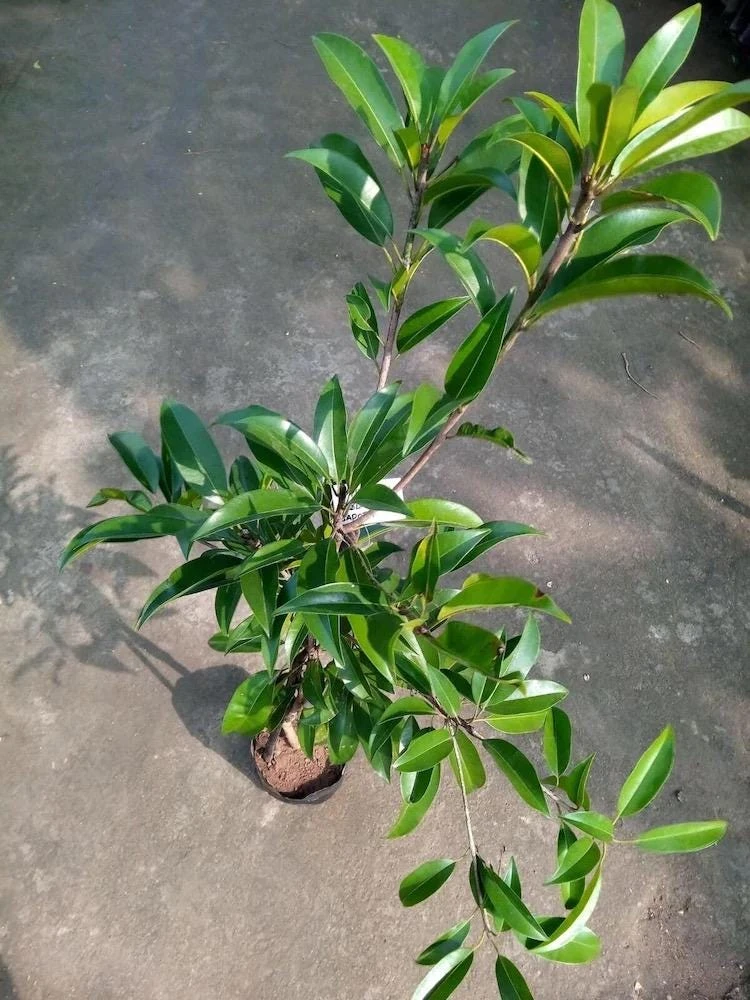 Nispero Fruit Tree Live Plant - Manilkara zapota - 3ft Tall - Outdoor - Image 5