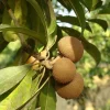 Nispero Fruit Tree Live Plant - Manilkara zapota - 3ft Tall - Outdoor - Image 1