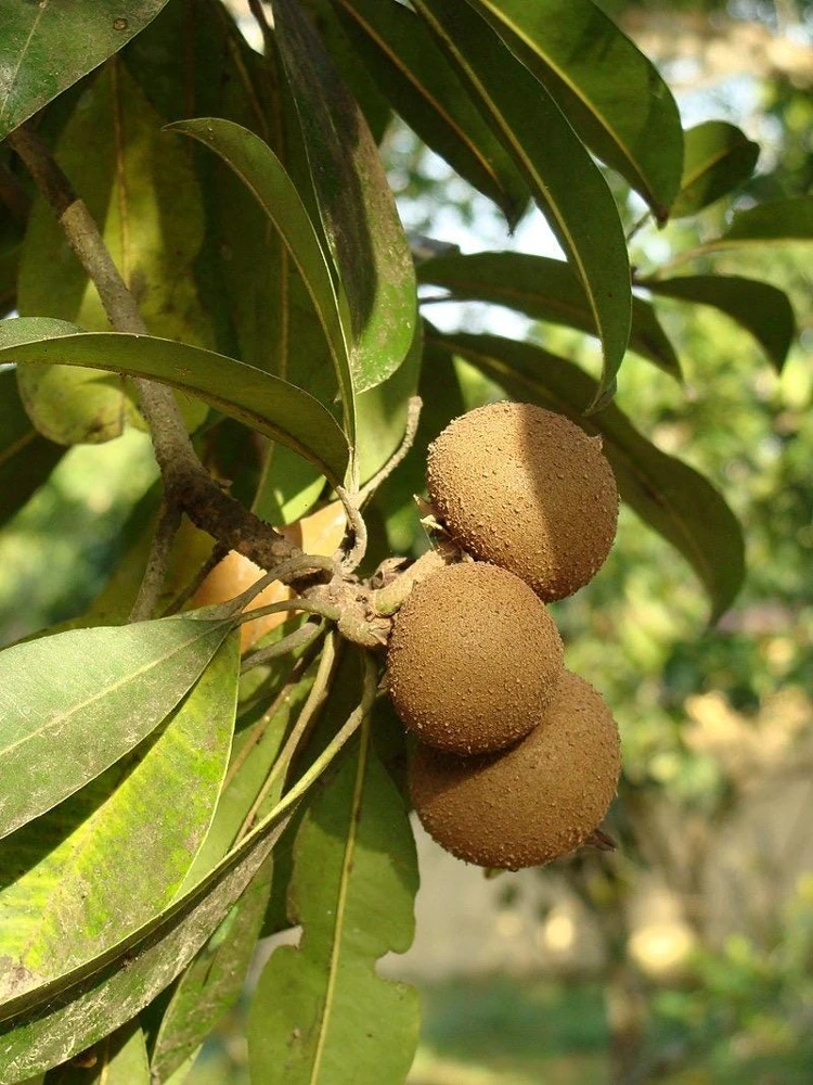 Nispero Fruit Tree Live Plant - Manilkara zapota - 3ft Tall - Outdoor - Image 1
