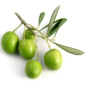 Olive Tree Live Plant - Olea Europaea Tropical Aceituna, 10-18 inches, Outdoor - Image 3