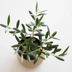 Olive Tree Live Plant - Olea Europaea Tropical Aceituna, 10-18 inches, Outdoor - Image 5