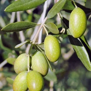 Olive Tree Live Plant - Olea Europaea Tropical Aceituna, 10-18 inches, Outdoor - Image 1