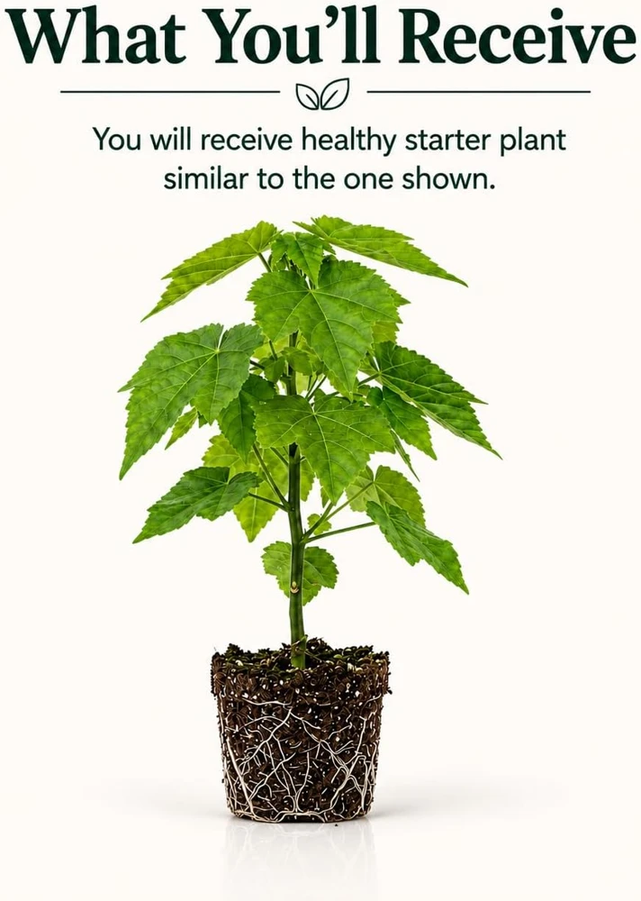 Orange Abutilon Live Plant – Lantern Trailing Vine – 4-6 Inch Tall - Image 2