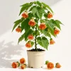 Orange Abutilon Live Plant – Lantern Trailing Vine – 4-6 Inch Tall - Image 1