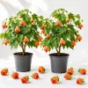 Orange Abutilon Live Plants – Trailing Lantern Flower Vine – 2 Pack – 4-6 Inch Tall - Image 1