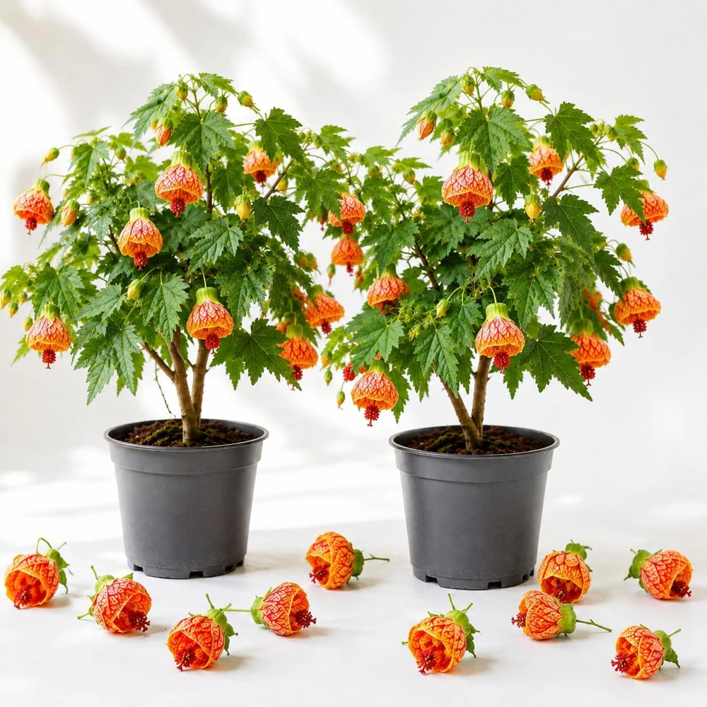 Orange Abutilon Live Plants – Trailing Lantern Flower Vine – 2 Pack – 4-6 Inch Tall - Image 1