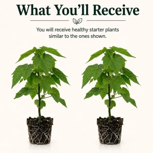 Orange Abutilon Live Plants – Trailing Lantern Flower Vine – 2 Pack – 4-6 Inch Tall - Image 2