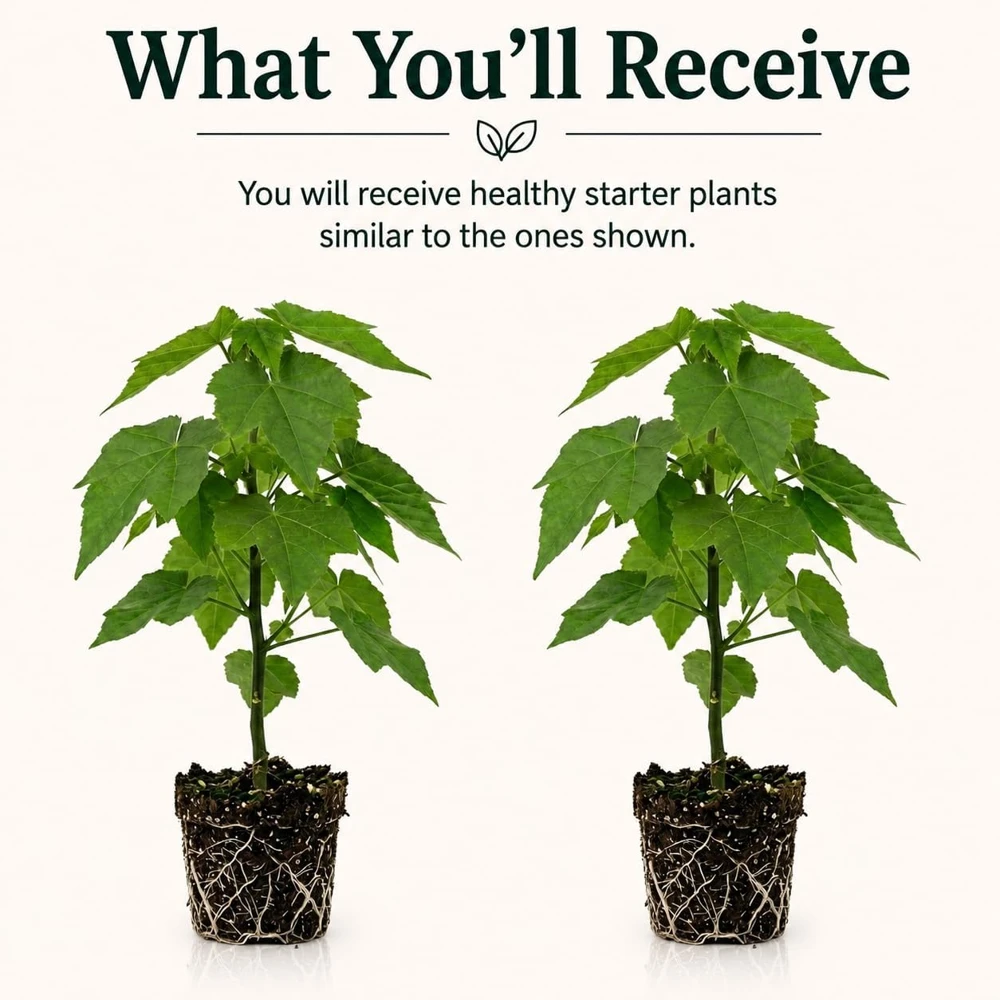 Orange Abutilon Live Plants – Trailing Lantern Flower Vine – 2 Pack – 4-6 Inch Tall - Image 2