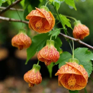 Orange Abutilon Live Plants – Trailing Lantern Flower Vine – 2 Pack – 4-6 Inch Tall - Image 5