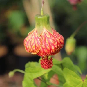 Orange Abutilon Live Plants – Trailing Lantern Flower Vine – 2 Pack – 4-6 Inch Tall - Image 6