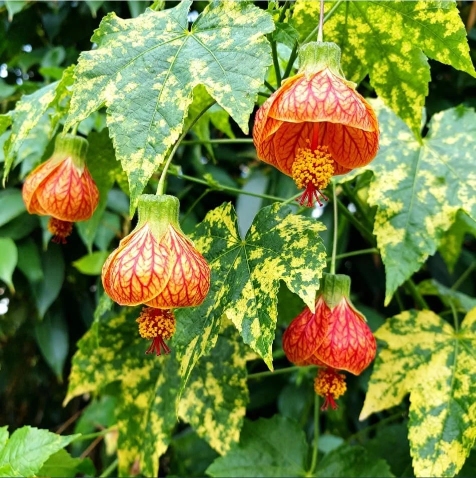 Orange Abutilon Live Plants – Trailing Lantern Flower Vine – 2 Pack – 4-6 Inch Tall - Image 8