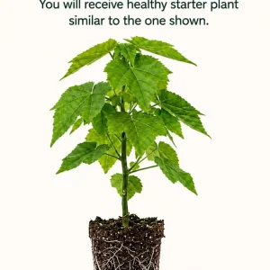 Orange Abutilon Plant - Trailing Lantern Vine Live Plant, 4-6 Inch Tall - Image 2