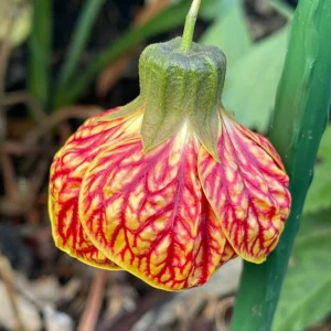 Orange Abutilon Plant - Trailing Lantern Vine Live Plant, 4-6 Inch Tall - Image 3