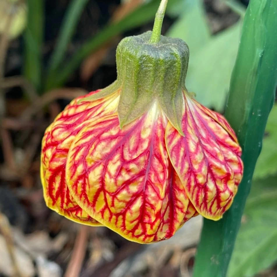 Orange Abutilon Plant - Trailing Lantern Vine Live Plant, 4-6 Inch Tall - Image 3
