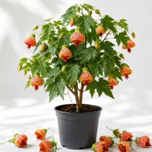Orange Abutilon Plant - Trailing Lantern Vine Live Plant, 4-6 Inch Tall - Image 1
