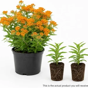 Orange Butterfly Milkweed Live Plants - 2 Pack, 4-7 Inch, Perennial - Image 3