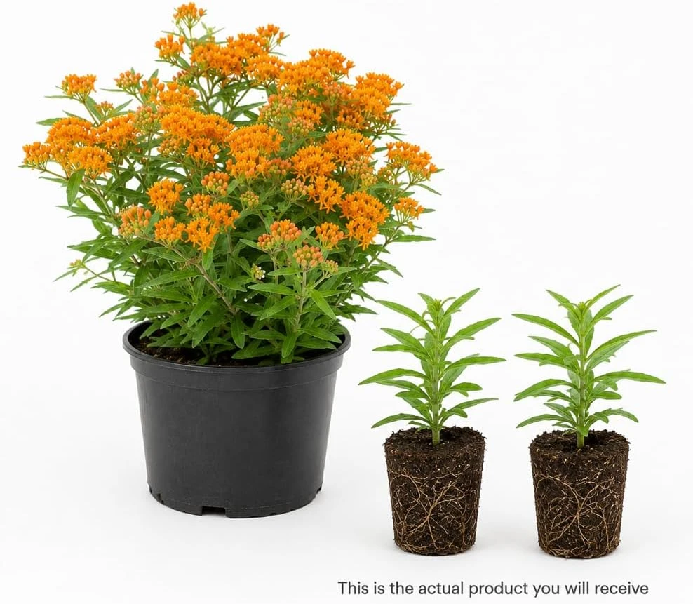 Orange Butterfly Milkweed Live Plants - 2 Pack, 4-7 Inch, Perennial - Image 3