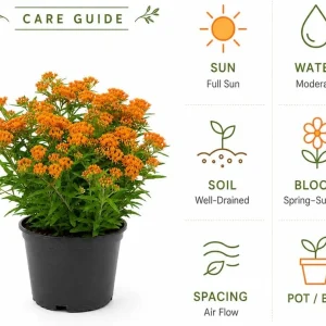 Orange Butterfly Milkweed Live Plants - 2 Pack, 4-7 Inch, Perennial - Image 5