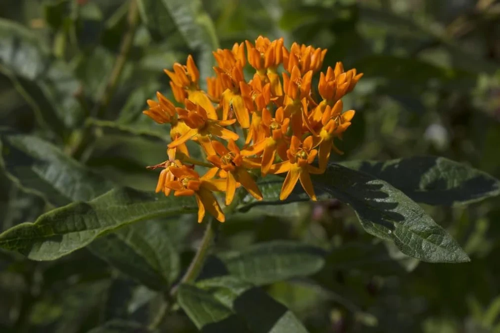 Orange Butterfly Milkweed Live Plants - 2 Pack, 4-7 Inch, Perennial - Image 6