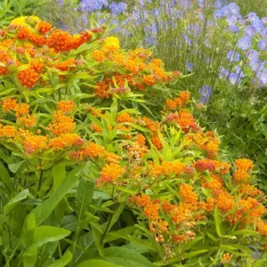 Orange Butterfly Milkweed Live Plants - 2 Pack, 4-7 Inch, Perennial - Image 7