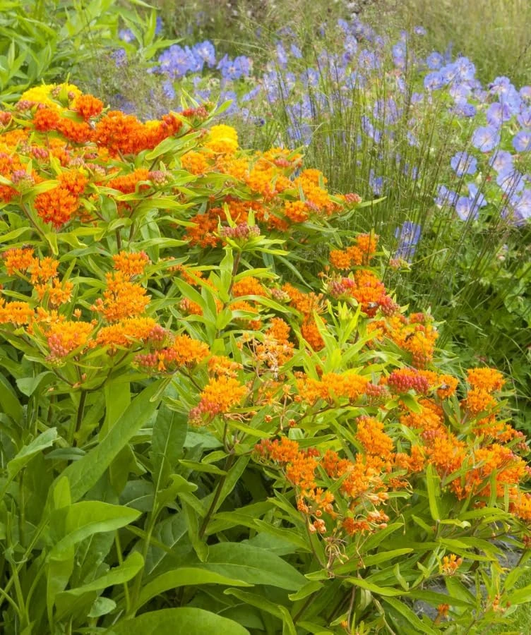 Orange Butterfly Milkweed Live Plants - 2 Pack, 4-7 Inch, Perennial - Image 7