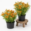 Orange Butterfly Milkweed Live Plants - 2 Pack, 4-7 Inch, Perennial - Image 1