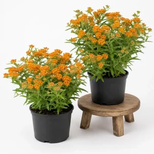 Orange Butterfly Milkweed Live Plants - 2 Pack, 4-7 Inch, Perennial - Image 1