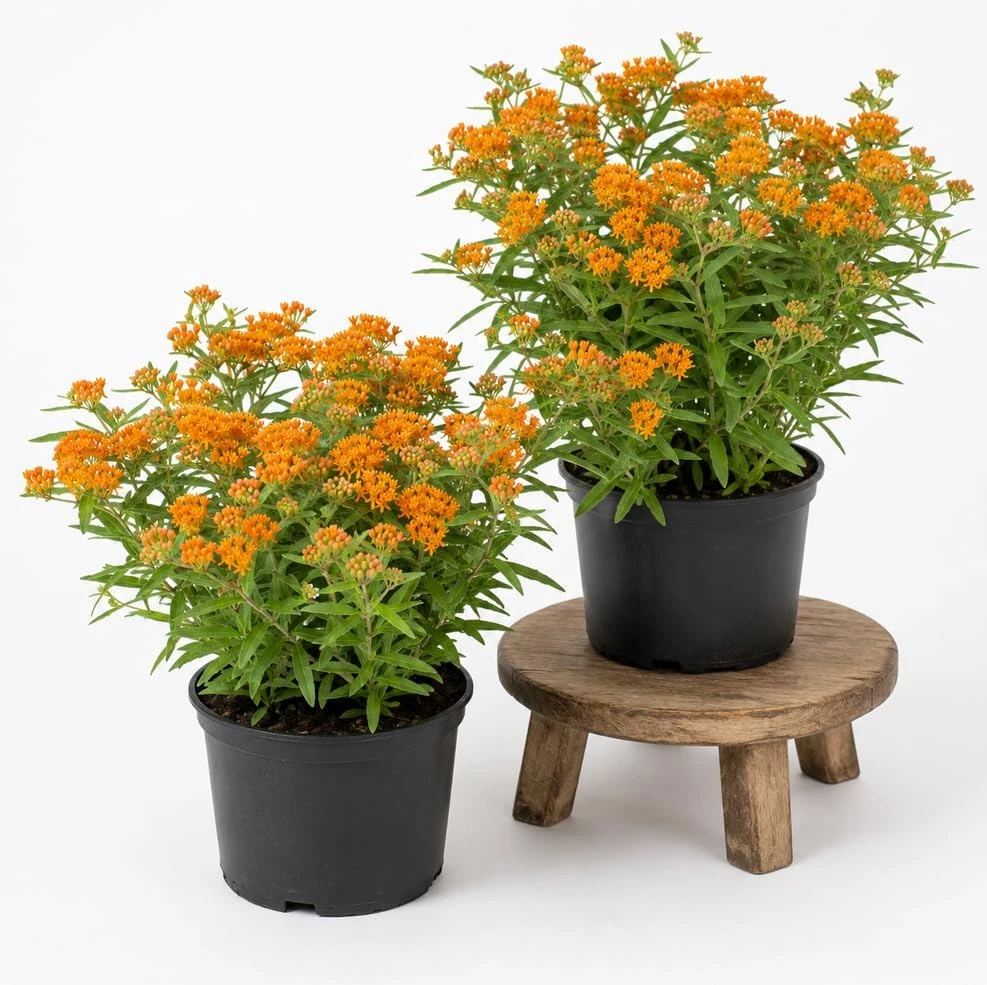 Orange Butterfly Milkweed Live Plants - 2 Pack, 4-7 Inch, Perennial - Image 1