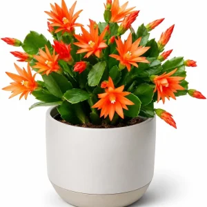 Orange Easter Cactus Live Plant – Set of 2, 4-8 Inch Tall Houseplant - Image 3