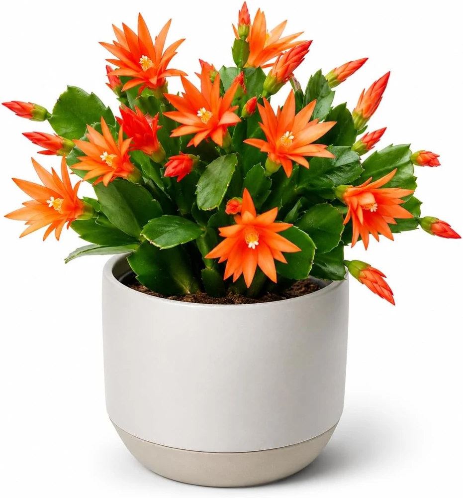 Orange Easter Cactus Live Plant – Set of 2, 4-8 Inch Tall Houseplant - Image 3