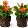 Orange Easter Cactus Live Plant – Set of 2, 4-8 Inch Tall Houseplant - Image 1