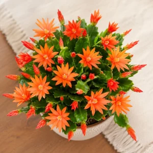 Orange Easter Cactus Live Plant - Spring Houseplant, 4-8 Inch Tall - Image 3