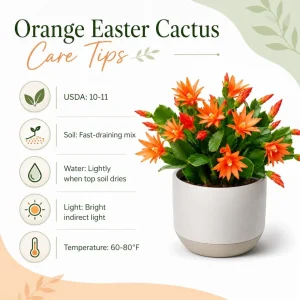 Orange Easter Cactus Live Plant - Spring Houseplant, 4-8 Inch Tall - Image 4