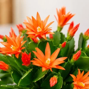 Orange Easter Cactus Live Plant - Spring Houseplant, 4-8 Inch Tall - Image 5