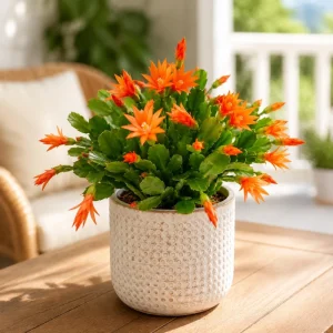 Orange Easter Cactus Live Plant - Spring Houseplant, 4-8 Inch Tall - Image 6