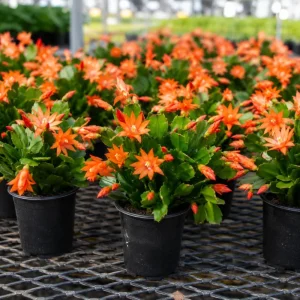 Orange Easter Cactus Live Plant - Spring Houseplant, 4-8 Inch Tall - Image 7