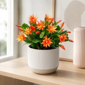 Orange Easter Cactus Live Plant - Spring Houseplant, 4-8 Inch Tall - Image 8