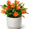 Orange Easter Cactus Live Plant - Spring Houseplant, 4-8 Inch Tall - Image 1