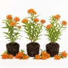 Orange Milkweed Live Plant 3 Pack, 4-7 inches Tall, Well Rooted Perennials - Image 1