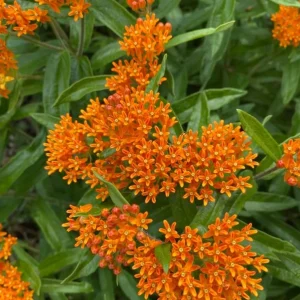 Orange Milkweed Live Plant 3 Pack, 4-7 inches Tall, Well Rooted Perennials - Image 3