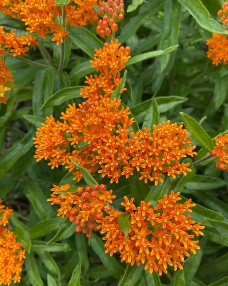 Orange Milkweed Live Plant 3 Pack, 4-7 inches Tall, Well Rooted Perennials - Image 3